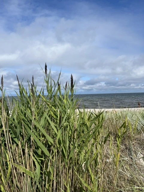 Vitviken bild 4