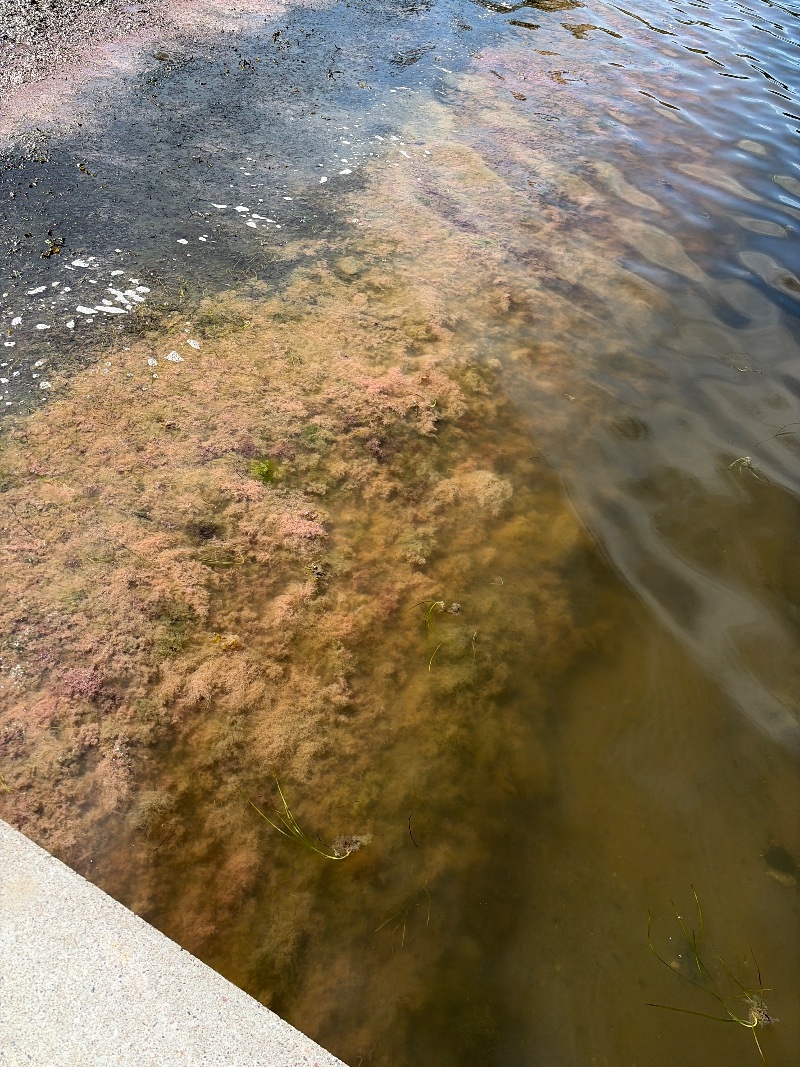 Bild från Sandhamn